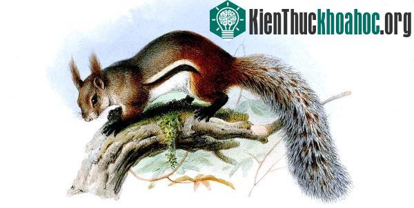 Hình ảnh về loài Rheithrosciurus macrotis
