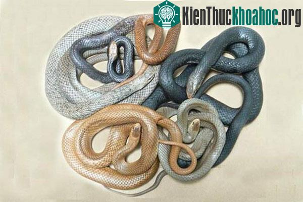 Tìm hiểu loài rắn độc thứ hai thế giới