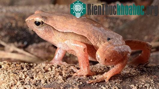 Cóc đốm Hòn Bà (Kalophrynus honbaensis). (Ảnh: Vitany Trounov)