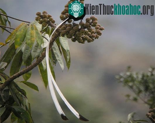 Những cái "nhất" kỳ lạ ở thế giới động vật