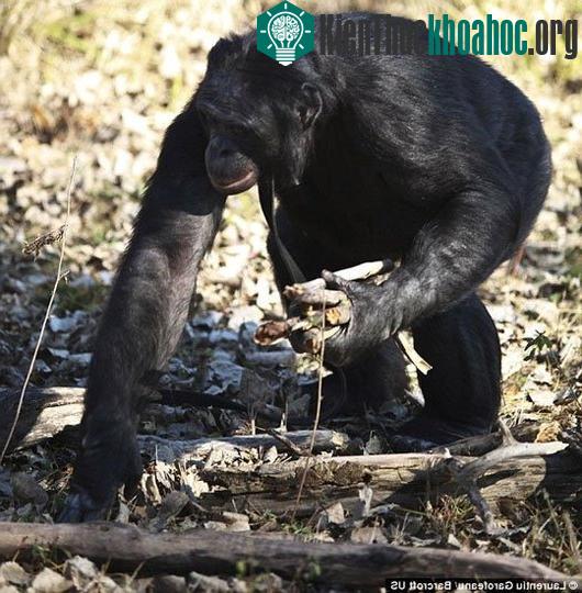 Kanzi lượm củi nhóm bếp