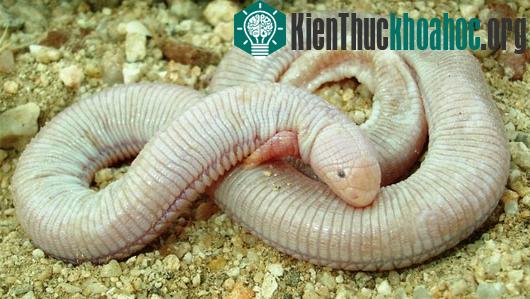 Còn có tên gọi khác là thằn lằn sâu 5 ngón