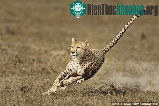 Loài báo cheetah ở tốc độ 96km/h.