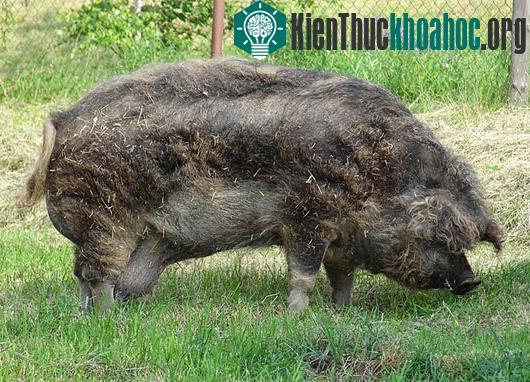 Lớp lông dày có thể có màu đen, đỏ, xám, nhưng phổ biến nhất là màu vàng hoe. Lincolnshire Curly Coat là một giống lợn từng được biết đến với đặc điểm gần như tương tự, tuy nhiên đã tuyệt chủng.