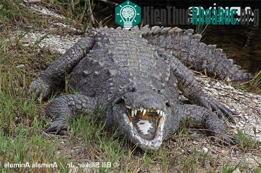 Quái vật khổng lồ ăn thịt vùng đầm lầy Nam Florida