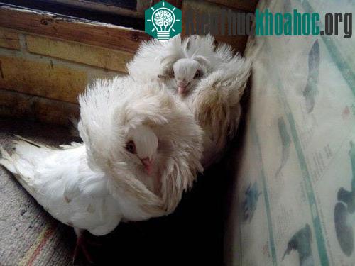 Đặc trưng của loài chim này là ở lớp lông rậm quanh cổ, mở rộng cao quá đầu và dựng thẳng. Với đặc điểm này, mặt của chúng chỉ có thể được nhìn thấy từ đằng trước.