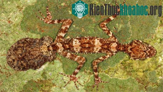 Tắc kè&nbsp;Saltuarius eximius.&nbsp;(Ảnh:&nbsp;sci-news.com)