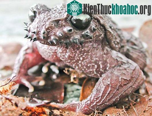 Kỳ lạ loài cóc mọc "ria mép" sắc như kiếm