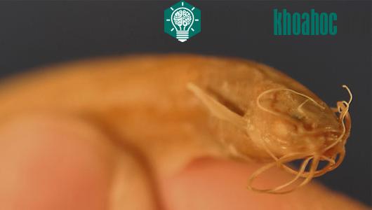 Cá Kryptoglanis. (Ảnh: Live Science)