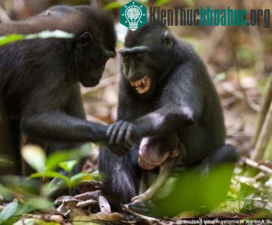 Trong ảnh, khỉ mẹ nhe răng đe dọa con khỉ đực đang chạm vào khỉ con