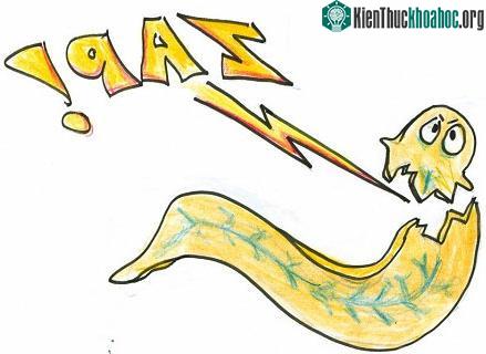 Bí ẩn loài giun "sống nhăn răng" dù bị giết hàng trăm lần