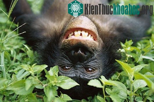 Với khỉ chuyện quan hệ đồng tính là quy luật tự nhiên