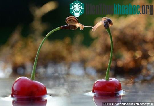 Ốc sên khóa môi kiểu Pháp gây sốt