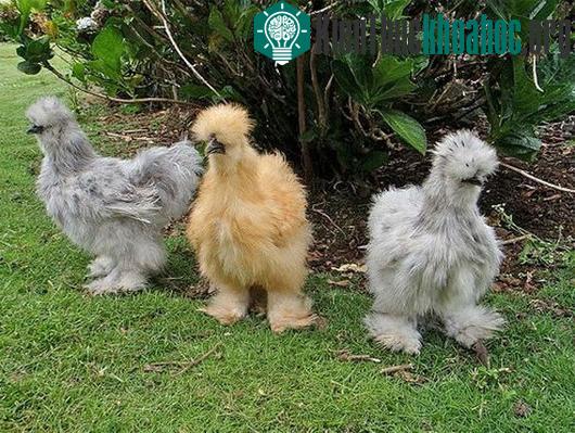 Những chú gà Silkie đáng yêu. (Nguồn: huffingtonpost)