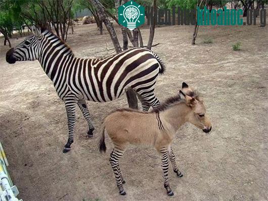 Khumba và mẹ của mình. (Nguồn: Zoologico De Reynosa)