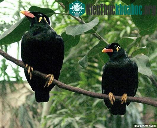 Common Hill Myna có mỏ cam, mào vàng và khả năng bắt chước âm thanh xung quanh