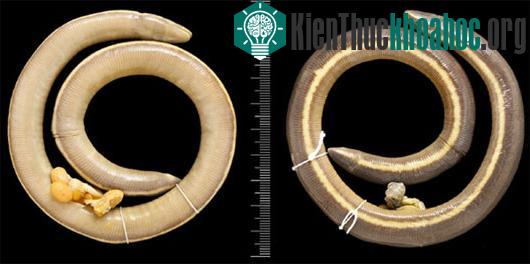 Mẫu vật Ichthyophis multicolor - (Ảnh: Zootaxa)