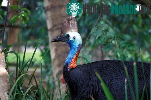 Thế giới động vật trong rừng nhiệt đới