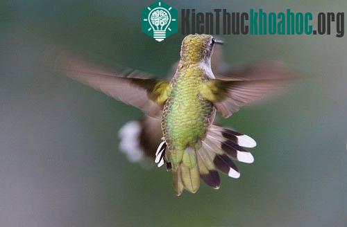 Tổ tiên của chim ruồi ngày nay từng cư trú và phát triển ở Nam Mỹ, đặc biệt là ở dãy núi Andes, cách đây khoảng 22 triệu năm. Theo thống kê của các nhà nghiên cứu, khoảng 140 loài chim ruồi khác nh...