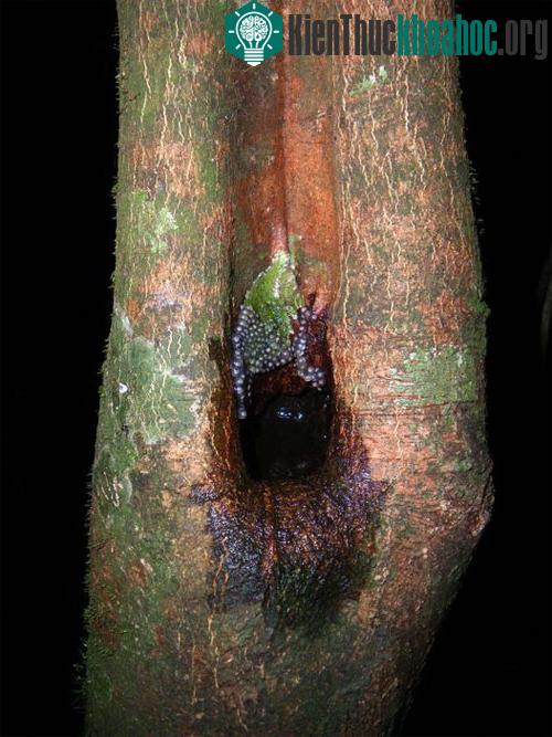 Ổ trứng của ếch Gracixalus lumarius - (Ảnh: australianmuseum.net.au)