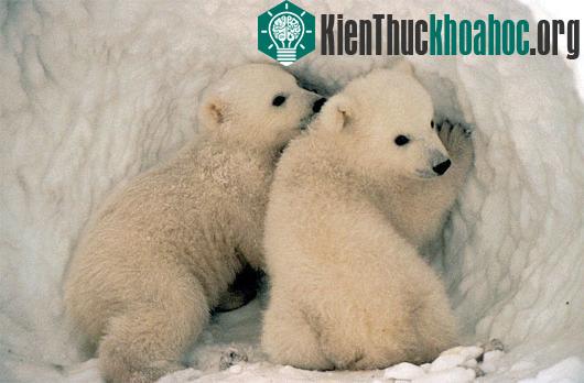 5 đặc điểm thú vị của gấu trắng Bắc Cực