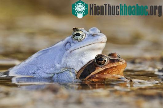 Thế giới động vật màu xanh