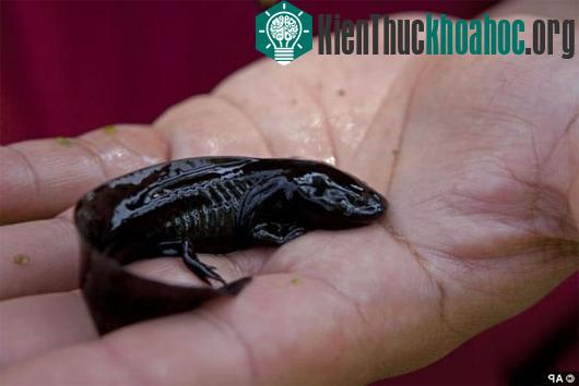 Loài cá này được cho là đã tuyệt chủng vào tháng trước