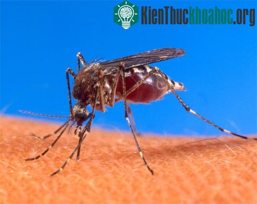 8 kẻ thù đáng sợ con người nên tránh xa