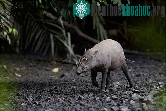 Quái vật lợn có bộ dạng kỳ dị ở Indonesia