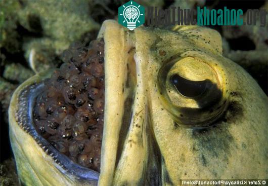 Cá jawfish đực ấp trứng trong miệng. (Ảnh: Daily Mail)