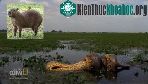 Trận chiến giữa trăn và chuột lang nước, loài gậm nhấm lớn nhất thế giới, dường như bất phân thắng bại khi cả hai đều có kích thước tương đương nhau. Con trăn có chiều dài khoảng 6m, nặng gần 90kg,...