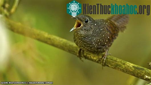 Loài khướu đất hung Elachura formosus đang cất tiếng hót - (Ảnh: BBC)
