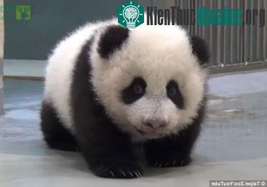 Yuan Zai bị mẹ bắt gặp khi rong chơi trong giờ ngủ