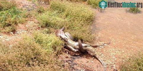 Trước khi bị nuốt gọn, cá sấu đã có màn đấu quyết liệt dưới nước với kẻ thù. (Ảnh: ABC North West Queensland)