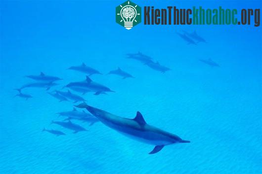 Hai bán cầu não của cá heo thay phên nhau tỉnh thức để chúng vẫn có thể bơi và hít thở trong khi ngủ. (Ảnh: Corbis)