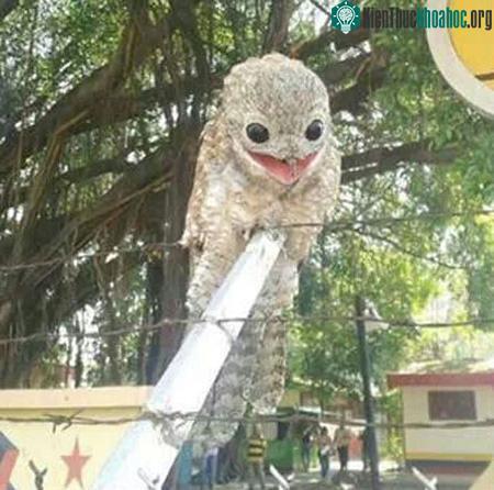 Chú chim lạ có cặp mắt đáng sợ