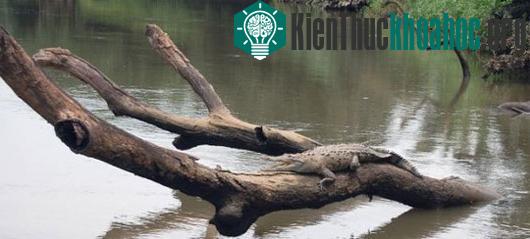 Phát hiện mới: Cá sấu biết leo cây