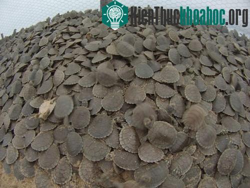Vào mùa khô, ở lưu vực sông Purs, phía tây Brazil, hàng trăm nghìn rùa con sẽ chui ra khỏi vỏ trứng. Để kiểm soát số lượng rùa, kiểm tra tỷ lệ sống sót và các hoạt động của loài rùa này trong nhiều...