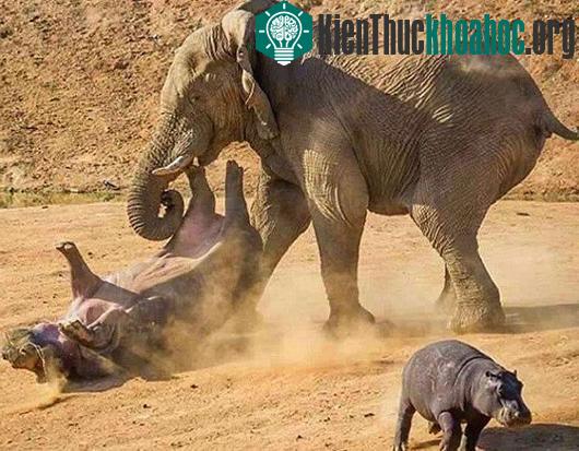 Những tác động khiến động vật "phát điên" và có thể giết người