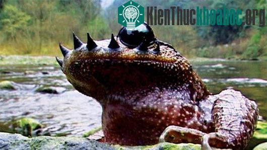 Cóc ria mép&nbsp;Leptobrachium boringii - (Ảnh: China FotoPress/Getty)