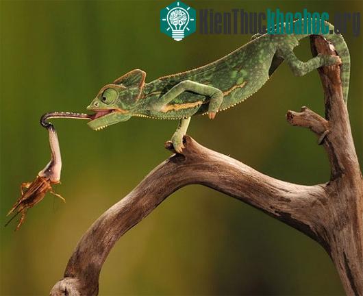 Sát thủ với chiếc lưỡi quái dị
