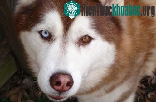 Loài chó Husky Sibir ở Siberia, Nga, tiến hóa màu mắt để thích nghi với điều kiện ánh sáng thấp ở nơi chúng sinh sống. Đôi mắt của chó husky có hình quả hạnh nhân và thường có hai đốm trắng ở phía ...