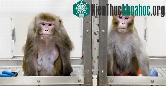 Khỉ đít đỏ ở Ấn Độ sẽ bị triệt sản bằng thuốc trộn trong thức ăn. (Ảnh:&nbsp;nytimes)