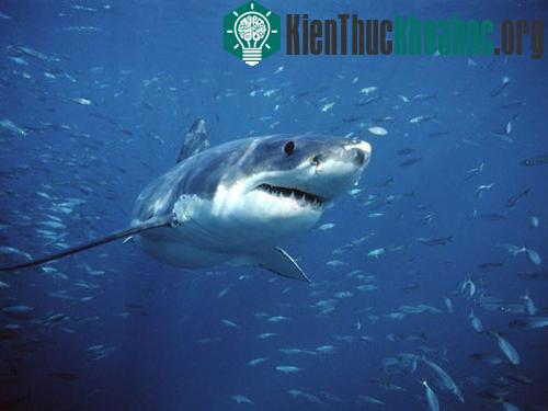 Những kỷ lục trong thế giới động vật
