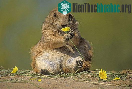Kinh ngạc loài cầy có đặc tính… giống con người