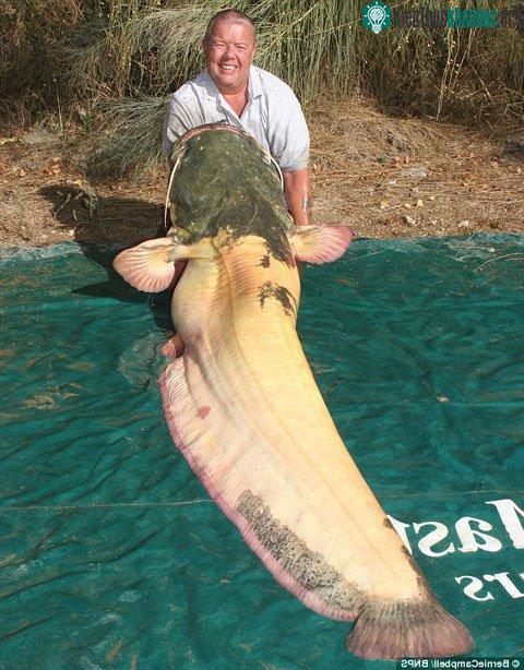 Con cá dài tới 2,5m và nặng tới 94kg. (Ảnh: BNPS)