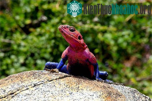 Kỳ dị "quái vật" giống siêu nhân