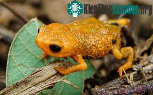 Loài ếch này chỉ có ba ngón tay với chiều dài chưa đầy 1,5cm