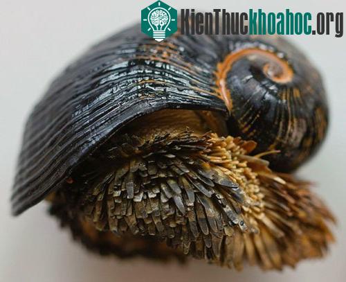 Khả năng kỳ lạ của ốc sên