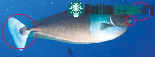 Hình ảnh cá Spotted Unicornfish